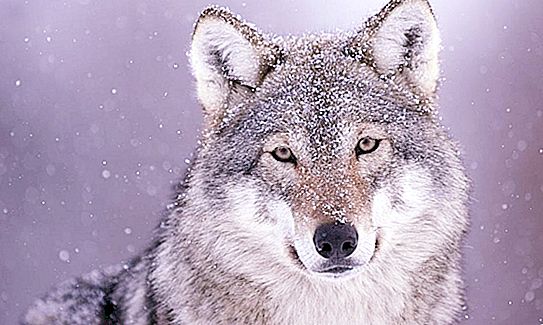 Hvilken farge er ulvens øyne? Er det ulver med blå øyne?