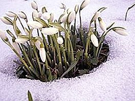 عندما تتفتح أزهار الثلج ، تستيقظ الطبيعة
