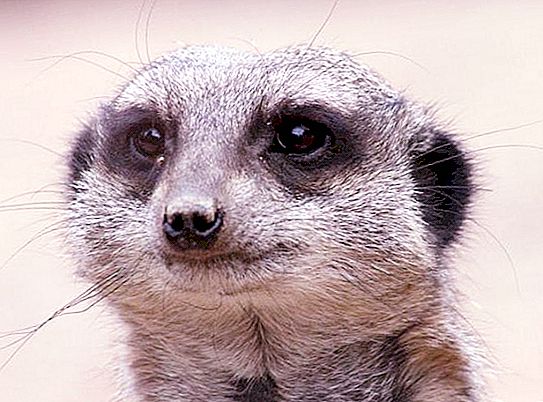 Che cos'è un meerkat? Suricati: descrizione, foto