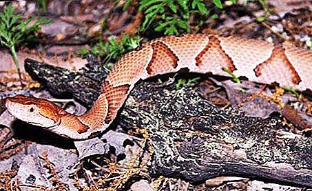 Közönséges rézhal ​​- erdei kígyó