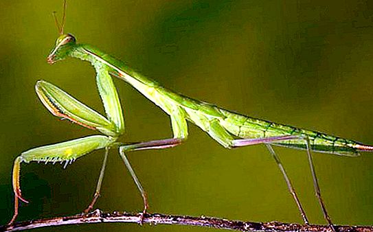 Κοινή προσευχή Mantis: οικοτόπου, χρώματος, φωτογραφίας