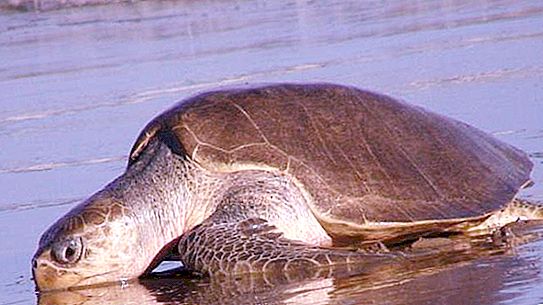 Oljčna želva: videz, življenjski slog in populacija živali