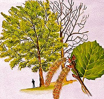 ต้นไม้แอซป์ - ต้นไม้ที่มีตำนานมากมาย