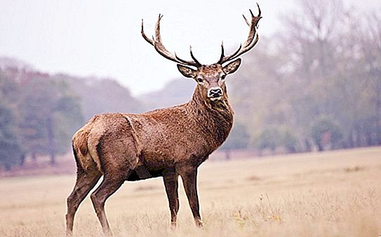 Varieties of deer: a list with photos, description and characteristics of species