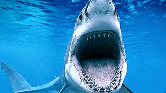 Der gefährlichste Hai der Welt ist der, den Sie gefangen haben.
