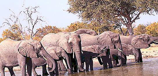 Koliko slona teži ob rojstvu: zanimiva dejstva o slonih, približno mesečna teža