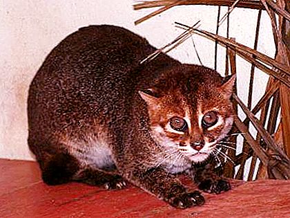 Sumatran cat: view description
