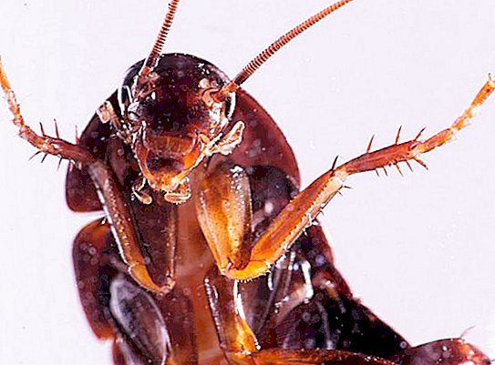 Druhy domácich švábov. Typ švábov, ktorí jedia mihalnice (foto)