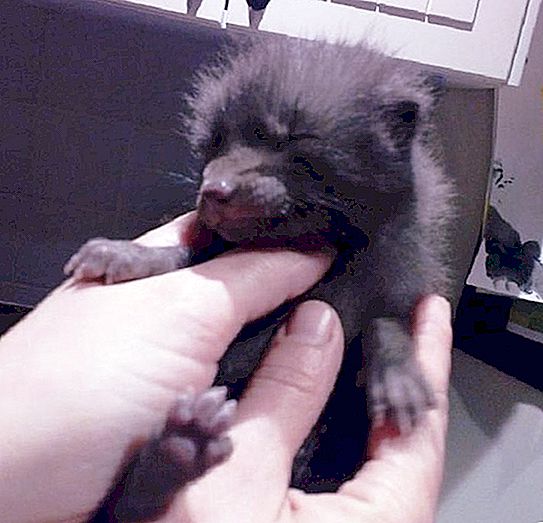 Volunteers came to save the kitten: later it turned out that a small fox was in their hands