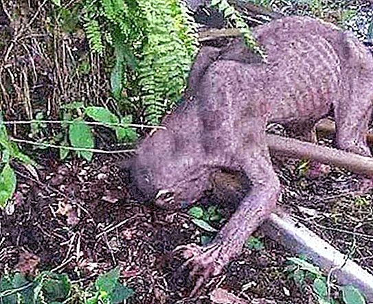 Penduduk kampung Indonesia menganggap mereka telah menangkap chupacabra, tetapi kejutan menanti mereka