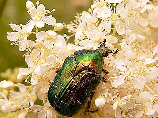 Gintong tanso: paglalarawan. Bronze beetle na ginto (larawan)