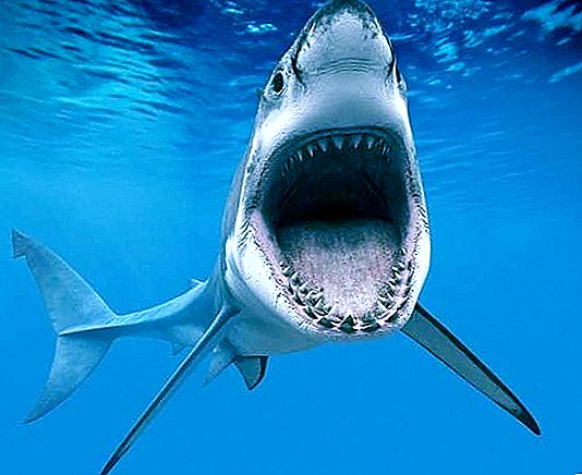 ฉลามขาวยักษ์ - นักล่าทะเลที่อันตรายที่สุด