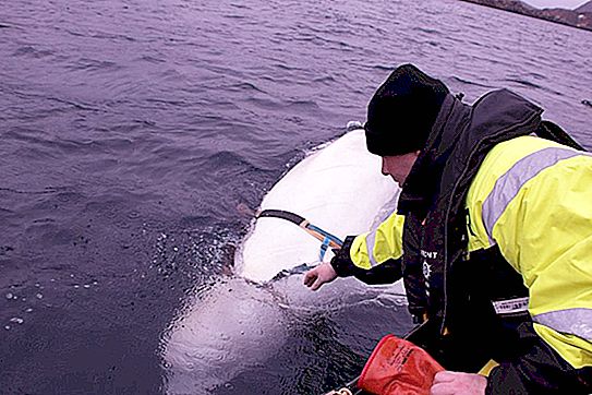 Po mnenju strokovnjakov je beli kit, ki se je pojavil v vodah Norveške, morda "agent" Rusije