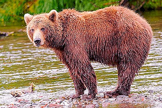Što smeđi medvjed jede u divljini i gdje živi?