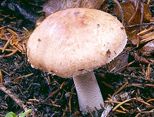 Gifts of nature: forest champignon