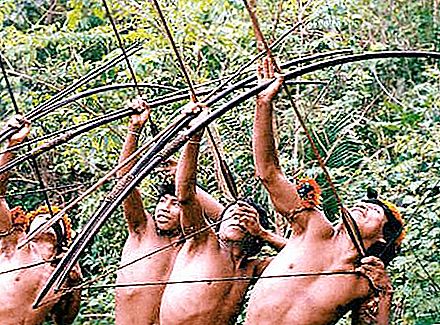 De vilde stammer af Amazonas. Amazonas-stammernes moderne liv