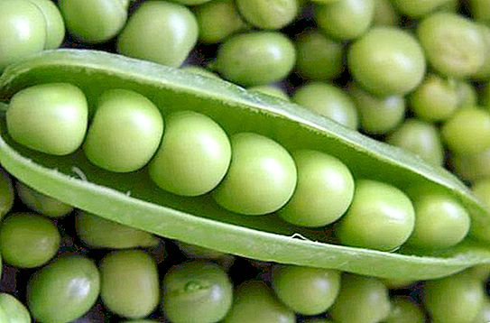 Sowing peas: the best varieties and their description
