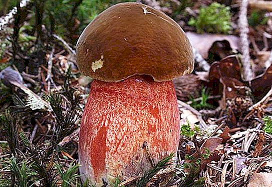 Mushroom Dubovka fläckig: foto, beskrivning. Ätbar fläckig ek eller inte?