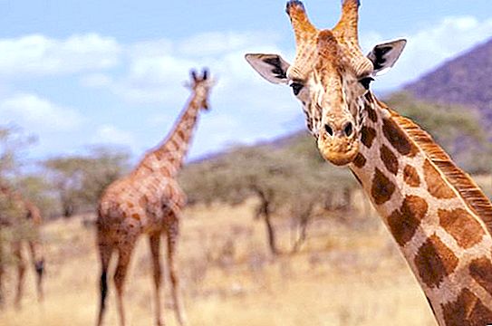 Intressanta fakta om giraffer för barn och vuxna