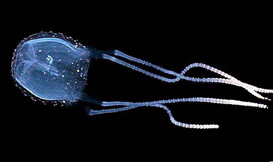 Irukanji - medusa tirano: descripción, hábitat y peligro para los humanos