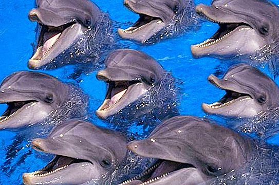 Paano natutulog ang mga dolphin? Katotohanan at Fiction ng Pangarap ng Dolphin