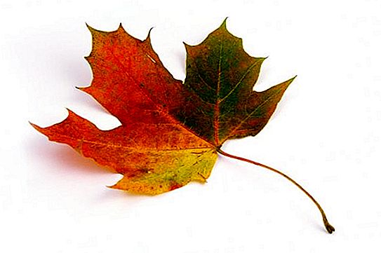 How to save and use maple leaves?