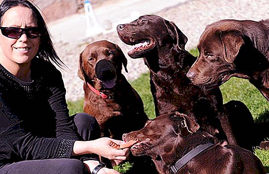 Care sunt câinii de câine din Belgorod