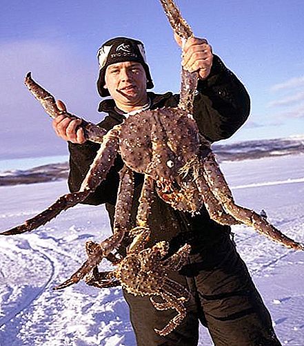 Kamchatka krabbe - en trekkende delikatesse