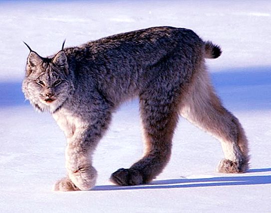 Canadese lynx is een tamme kat