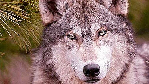 Quem é mais forte - um lobo ou um lince? Fatos interessantes sobre linces e lobos