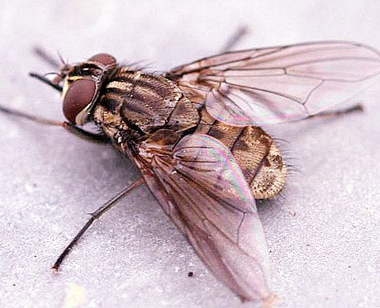 Grizu muhe - tko su oni? Zašto muhe grize ljude i životinje?