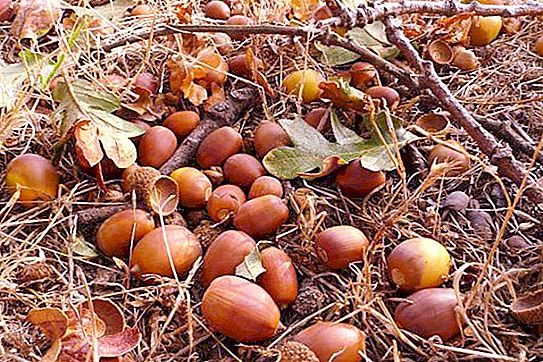 Bolehkah orang makan acorns: faedah dan hidangan, di mana ia digunakan