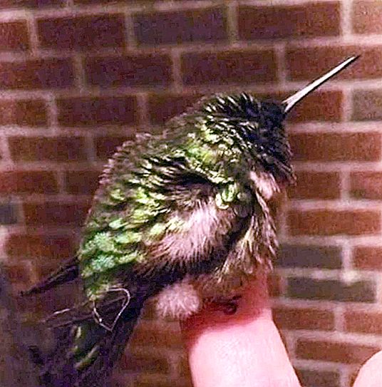 L’home va salvar el colibrí de la mort i ara l’ocell visita cada any al seu amic