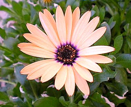 Osteospermum - growing and care