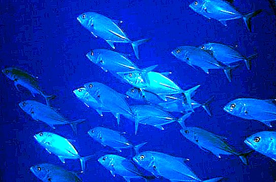 Ryby Caranx: zaujímavé fakty a fotografie