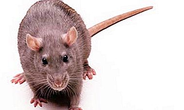Tikus terbesar di dunia: pemenang berat dan pemenang dalam saiz