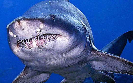 Der gruseligste Hai. Haiarten: Beschreibung und Foto