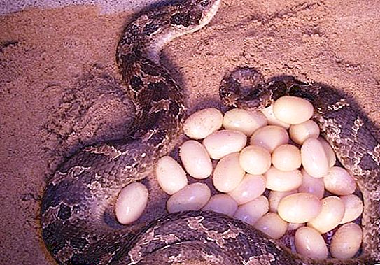 Telur ular: beberapa informasi umum