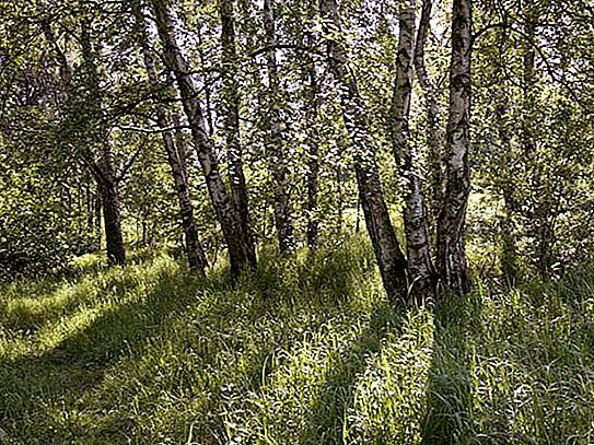 Forêt Aleshkinsky à Moscou: photos, histoire, lieux intéressants