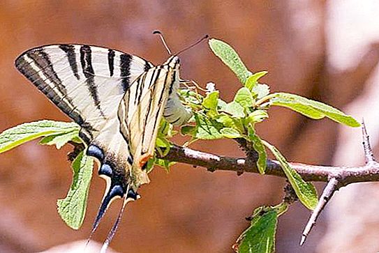 Motýľ podalirium: opis, životný cyklus, lokalita. Swailtail plachetnica