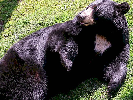 Baribal (beruang hitam): penerangan, rupa, ciri, habitat dan fakta menarik