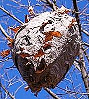 Ong bắp cày - mối nguy hiểm lớn