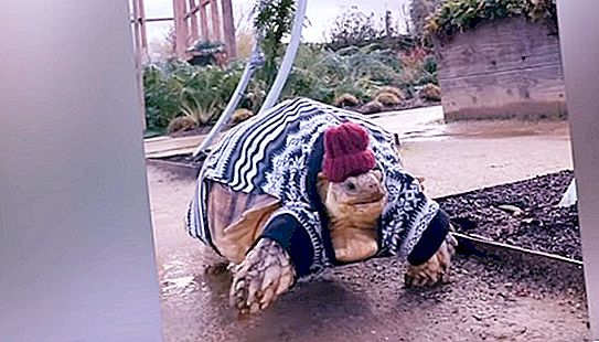 Turtle menjadi bintang Instagram sungguhan berkat pakaiannya yang glamor (video)