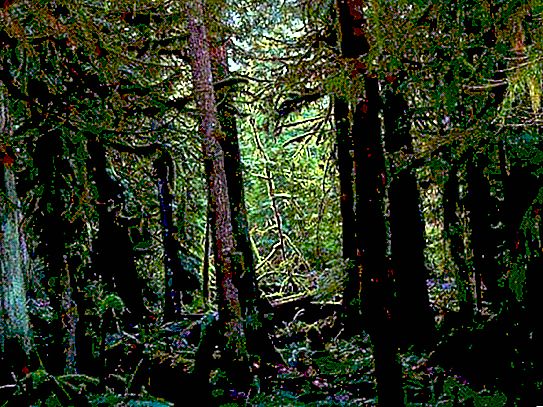O que é uma floresta densa?