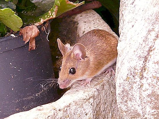 O fotógrafo, que notou ratos em sua casa, não lutou contra eles, mas tomou uma decisão brilhante - fazer modelos deles