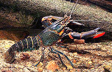 Cancerul australian cu crab roșu: descriere, cultivare, întreținere și reproducere