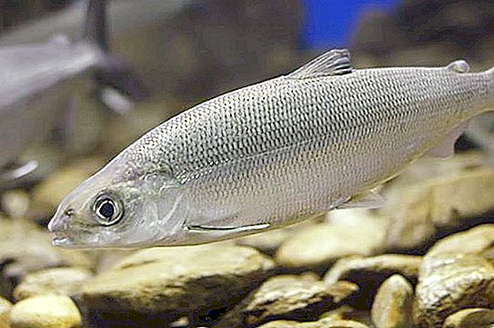 Omul egy hal a whitefish családból. Leírás és élőhely