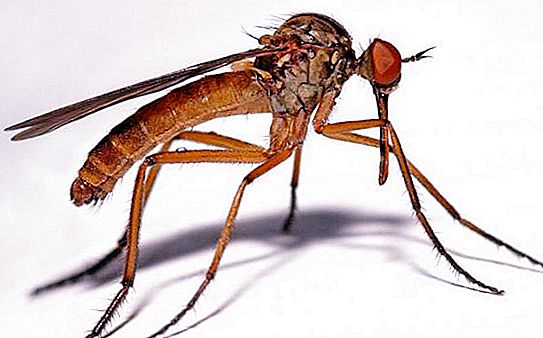 Sivrisinek nereden geliyor? Sıradan bir sivrisinek ne kadar sürer