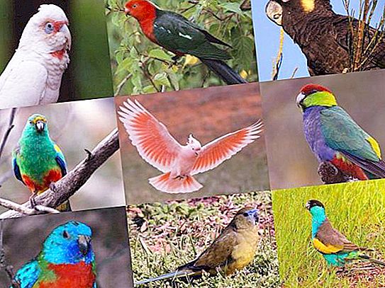 Australien Papageien auf einen Blick