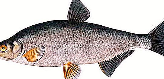 Rybak rybny: opis, rozwój, ciekawe fakty i siedlisko